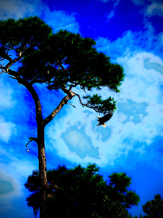 Eagle landing